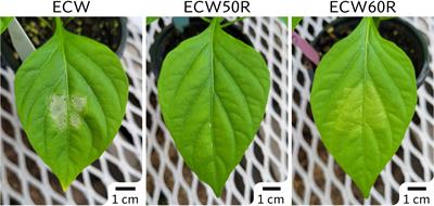 Mapping of the bs5 and bs6 non-race-specific recessive resistances against bacterial spot of pepper